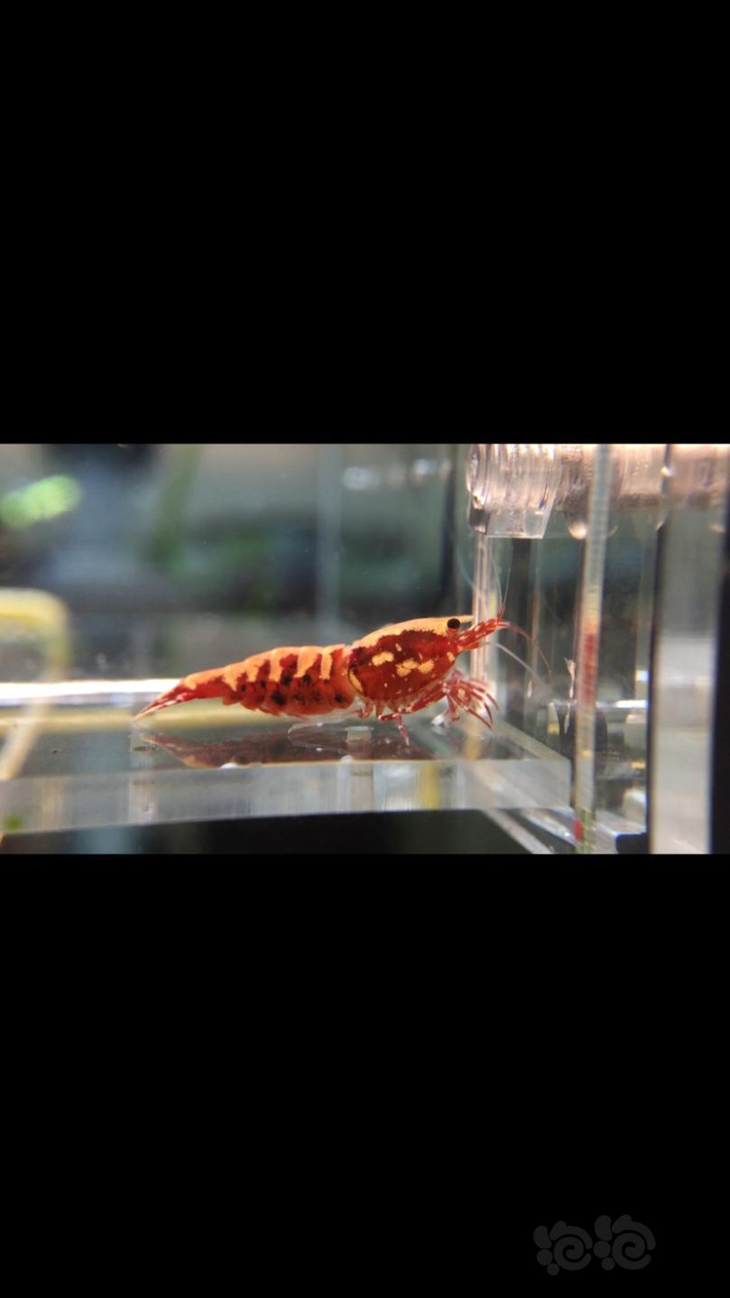 【虾】2019-8-18#RMB拍卖水晶虾一份（1）-图5