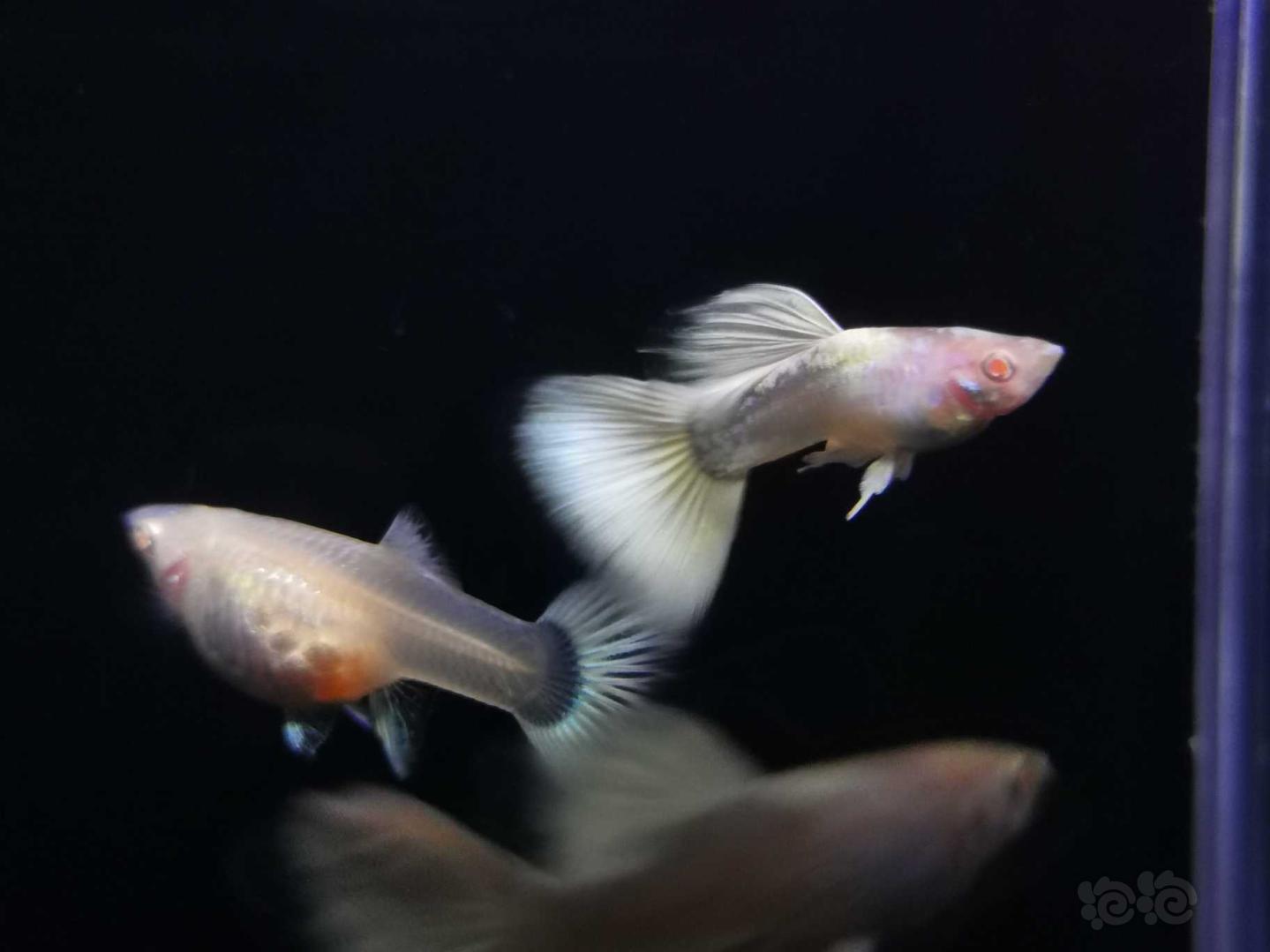 【热带鱼】白金孔雀鱼 红蕾丝孔雀鱼-图6