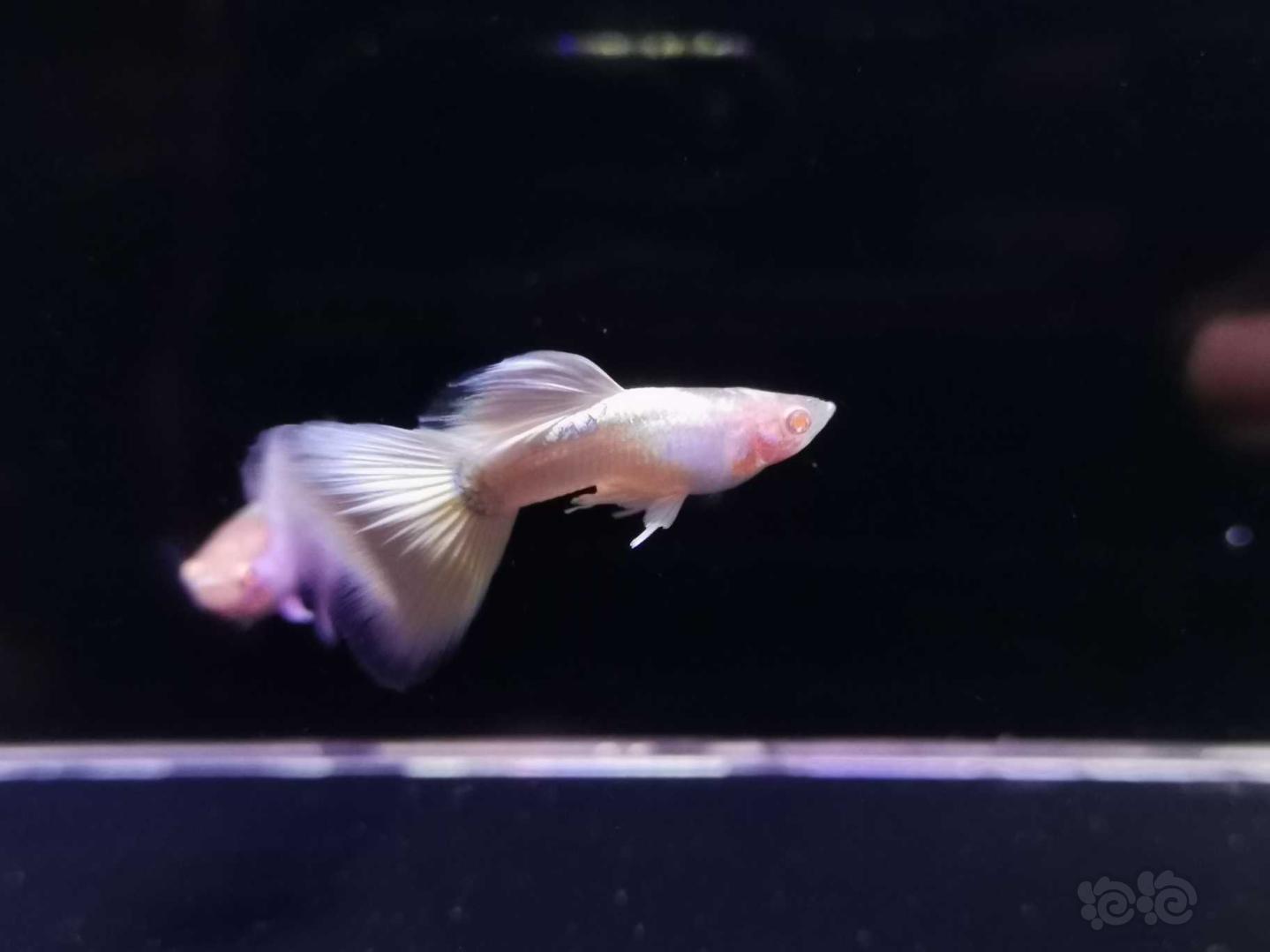【热带鱼】白金孔雀鱼 红蕾丝孔雀鱼-图2