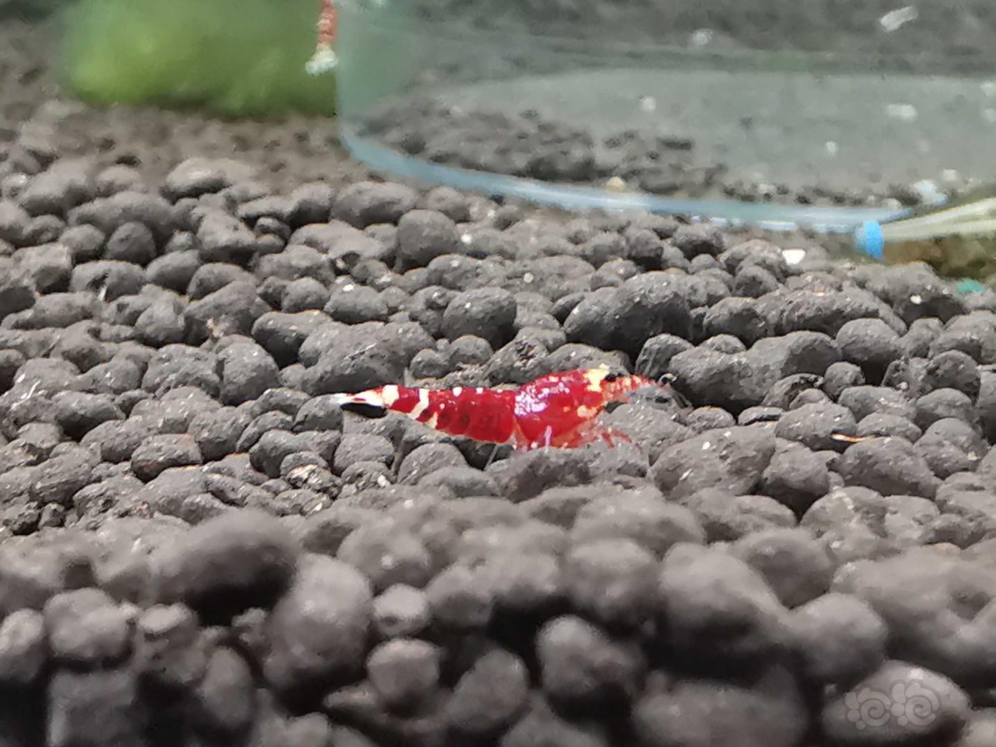【虾】2019-08-31#RMB拍卖一线金属红小虾2只-图5