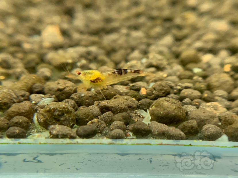 【虾】2019-08-20#RMB拍卖黑金龙水晶虾一组2只-图1