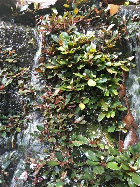 辣椒榕水上培育之路-2周时间培育成果 求加精
