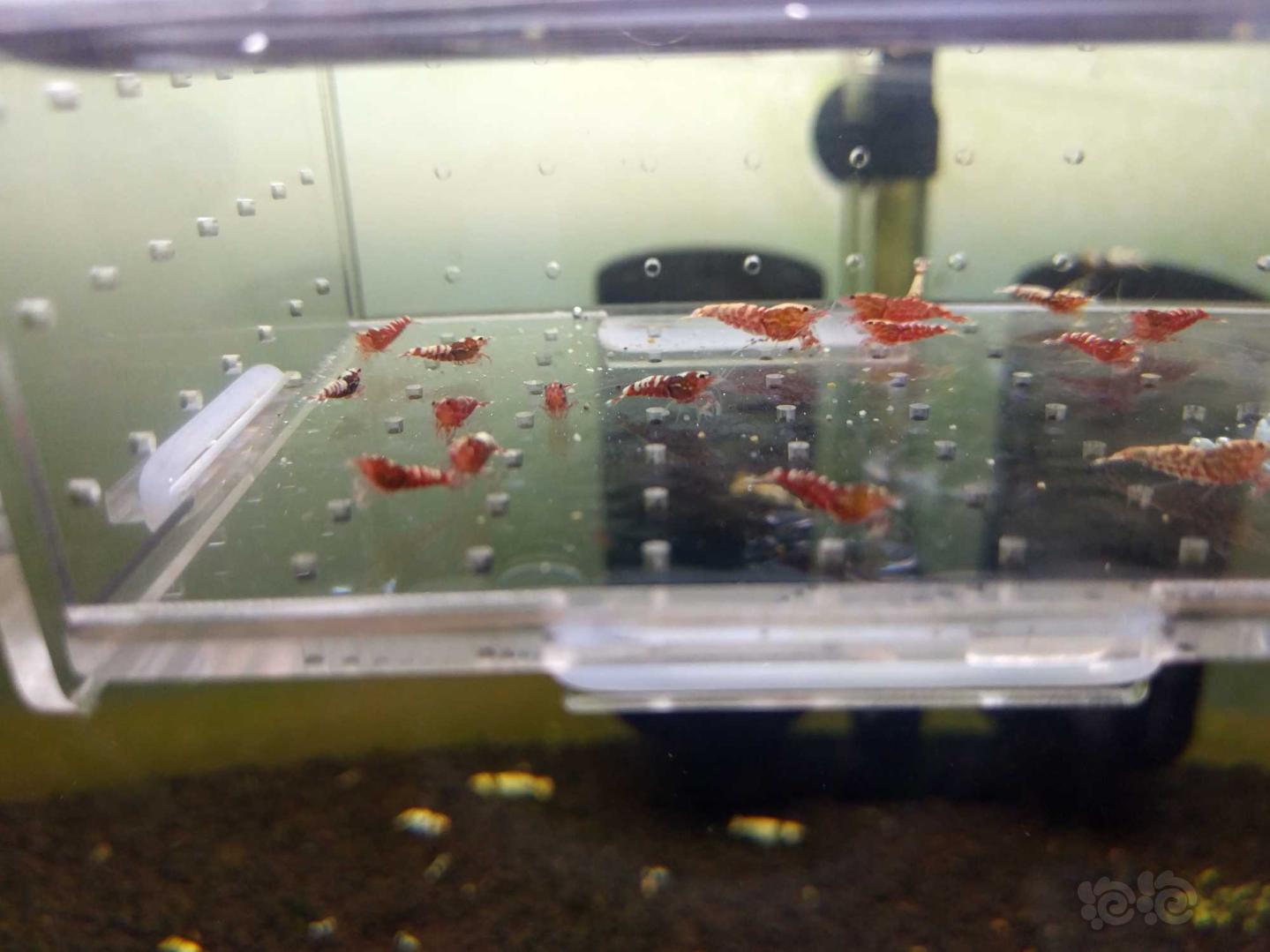 【虾】2019-8-4#RMB拍卖红银河小虾一份-图5
