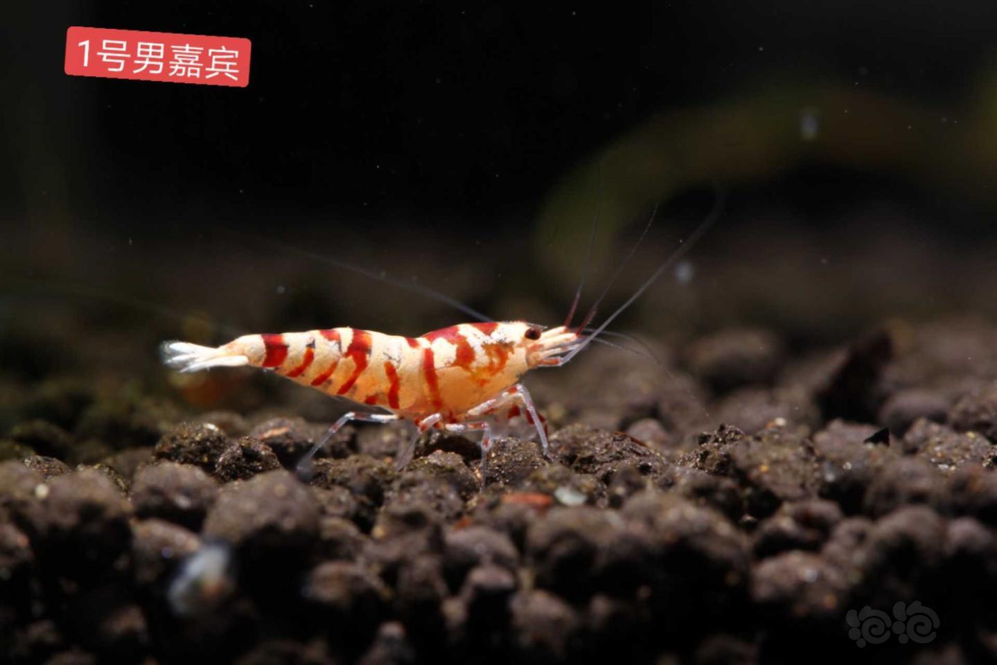 【虾】2019-9-1#RMB拍卖太极花虎2只-图2