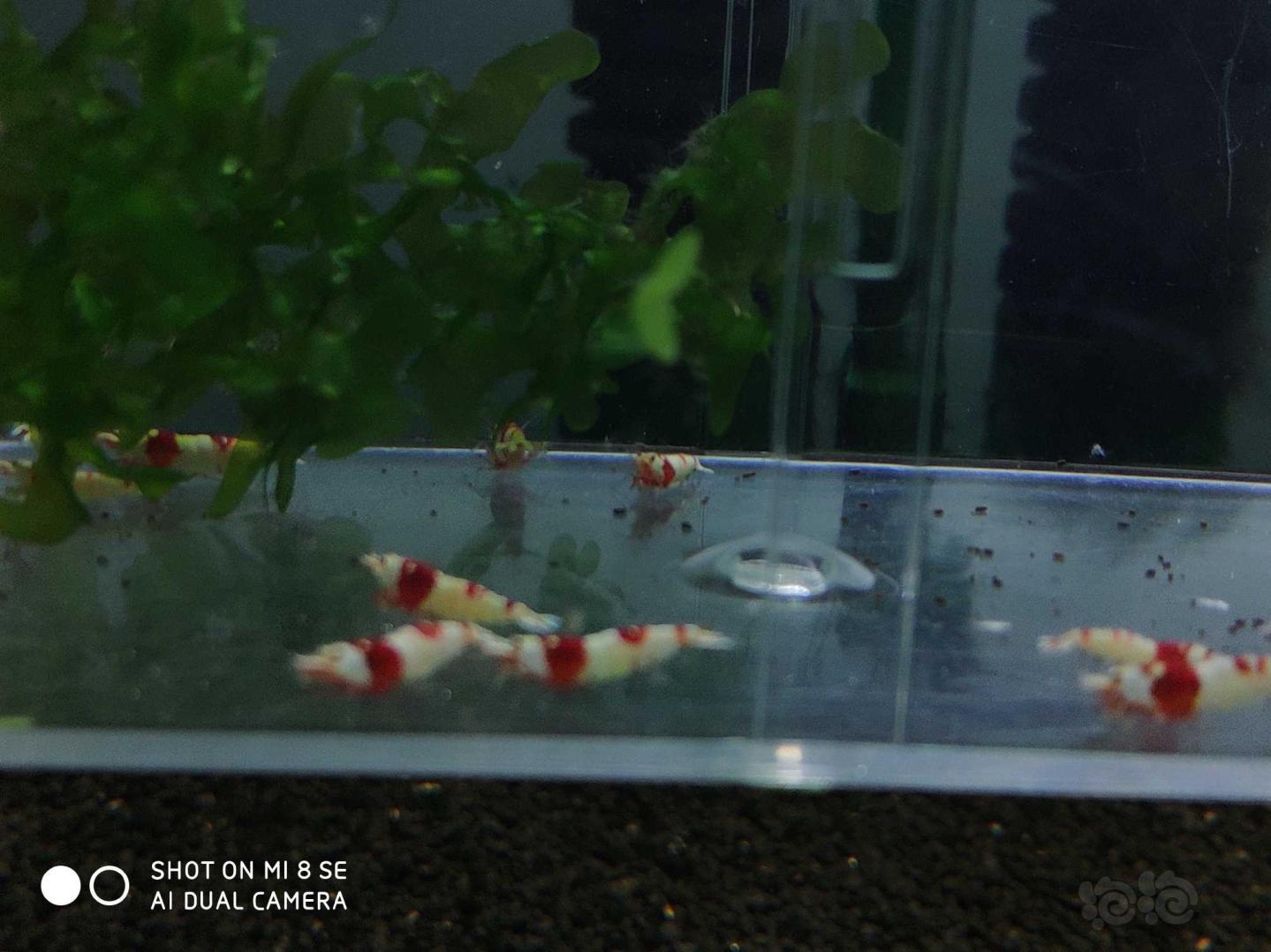 【虾】2019-08-21#RMB拍卖纯血红白提纯缸挑出的淘汰虾26只(1-1.4cm大小)-图3