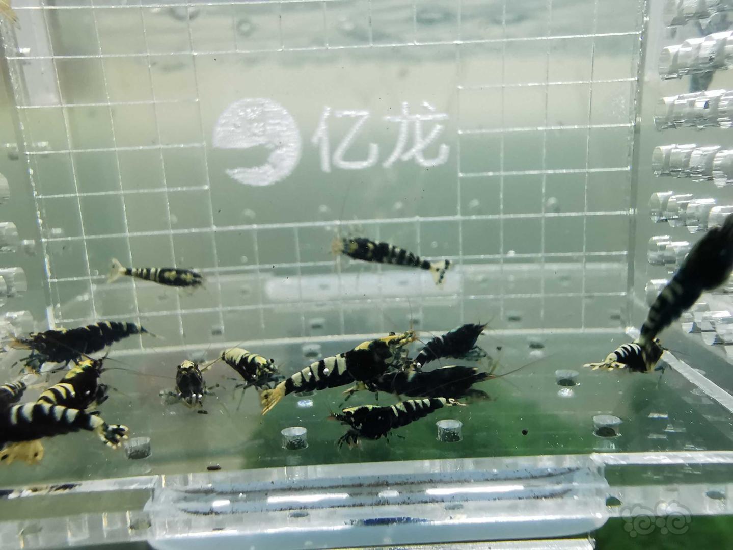 【虾】2019-08-24#RMB拍卖黑色银河鱼骨一份15只-图5
