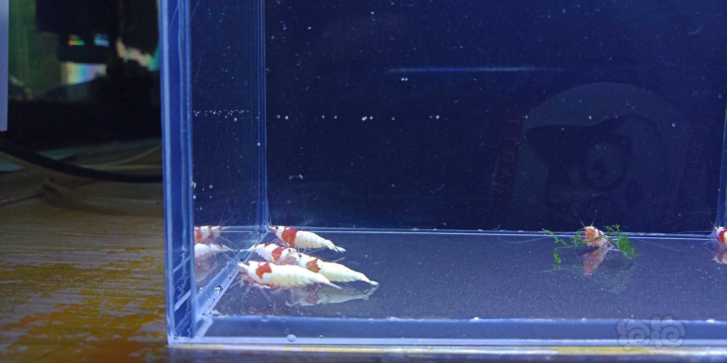 【虾】2019-08-16#RMB拍卖纯系红白水晶虾一份10只-图3