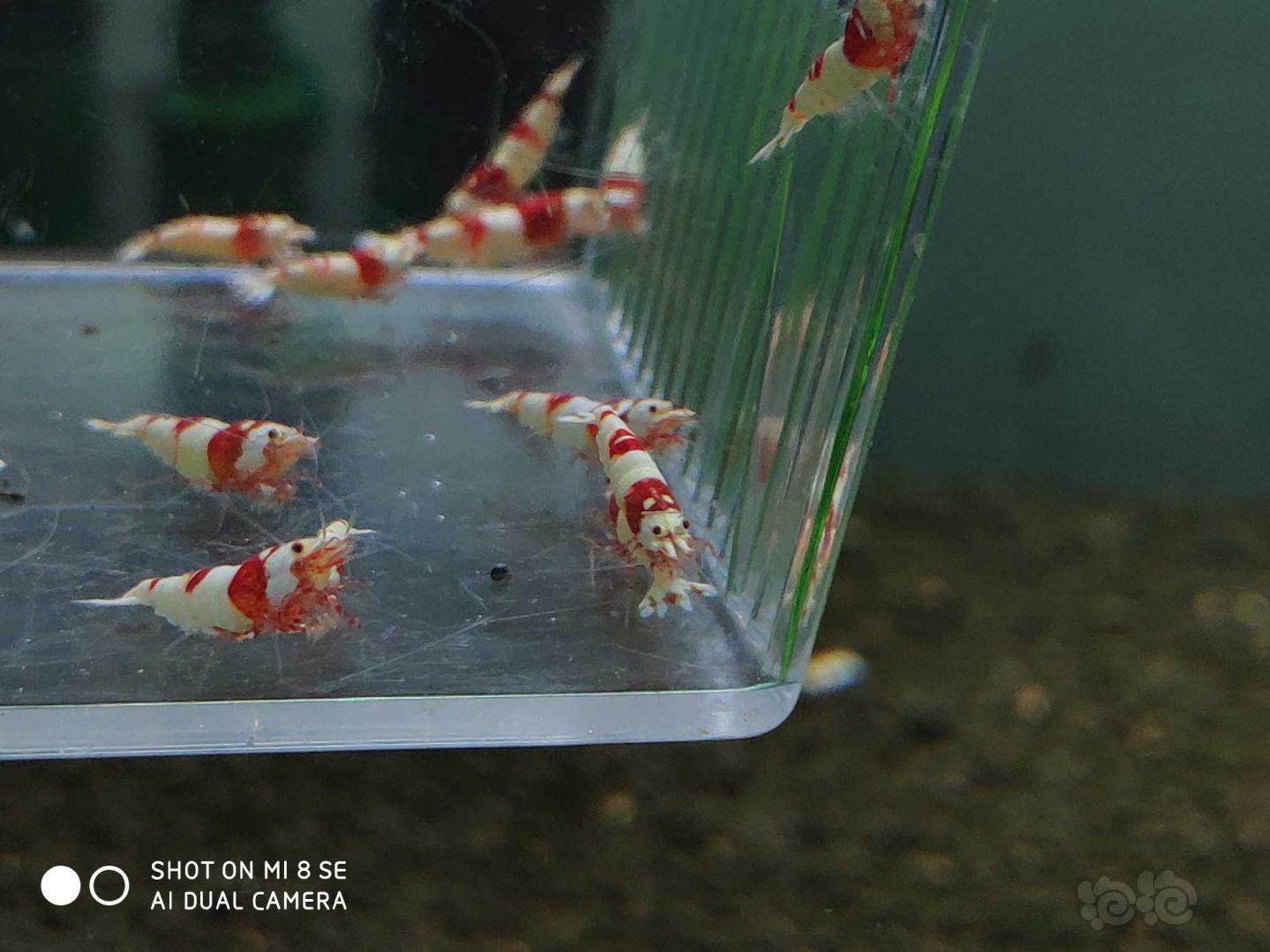 【虾】2019-08-21#RMB拍卖纯血红白提纯缸挑出的淘汰虾26只(1-1.4cm大小)-图5