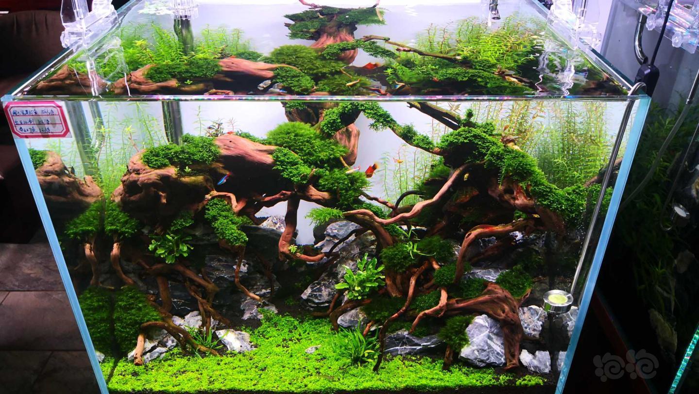 604545杜鹃根造景