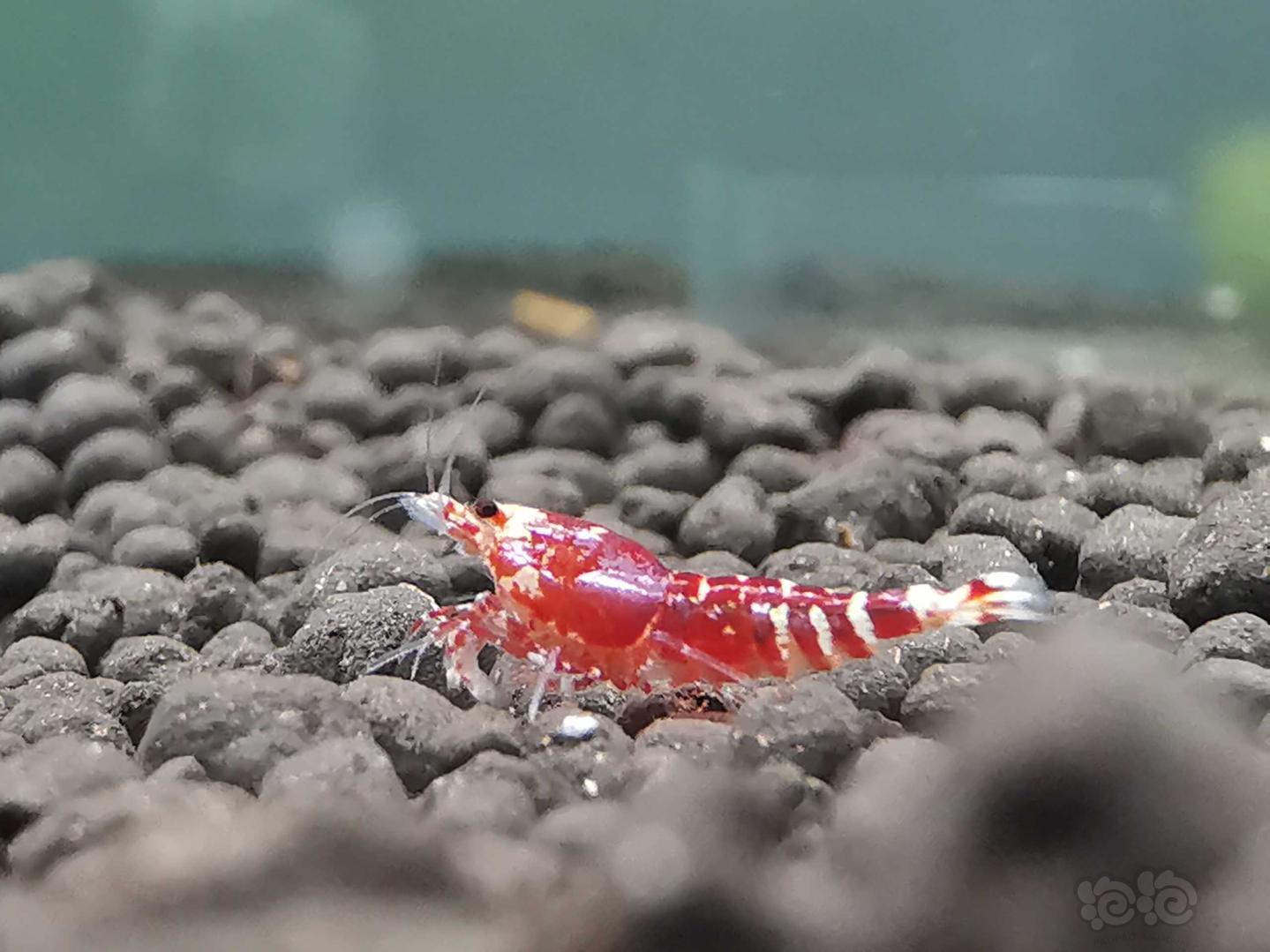 【虾】2019-08-31#RMB拍卖一线金属红小虾2只-图1