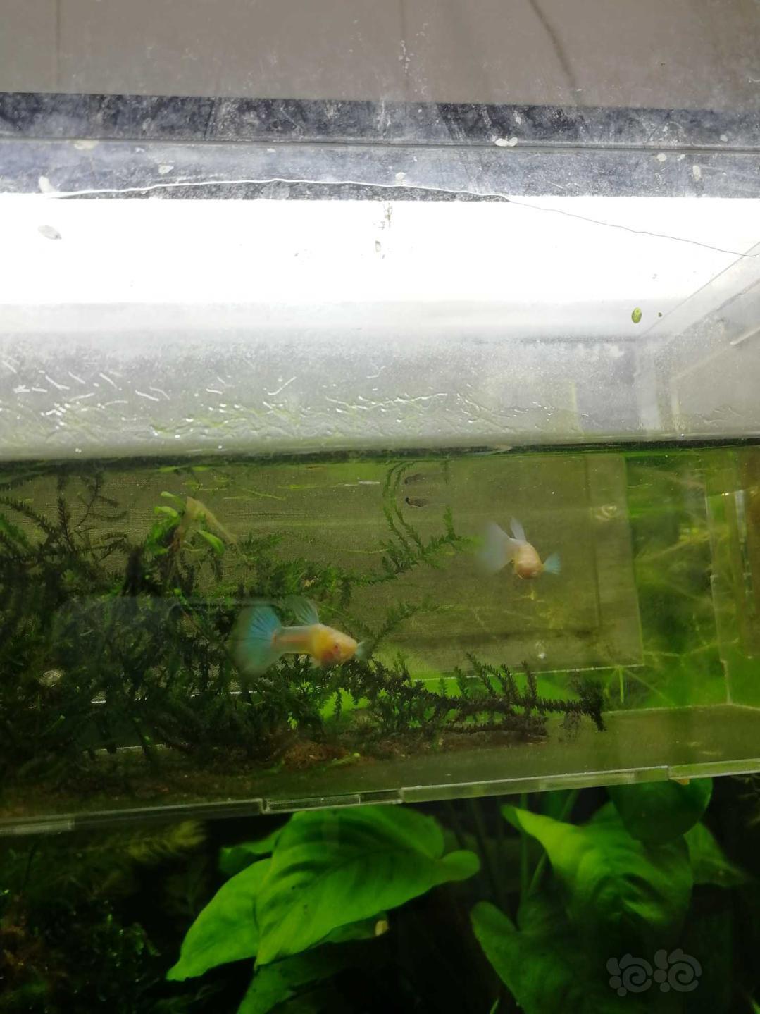 孔雀鱼生了