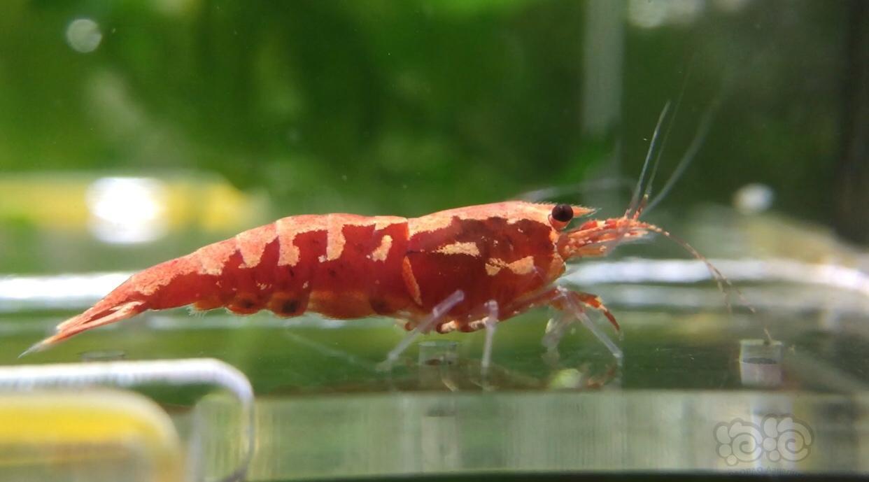 2019819rmb拍卖红银河鱼骨水晶虾一份3