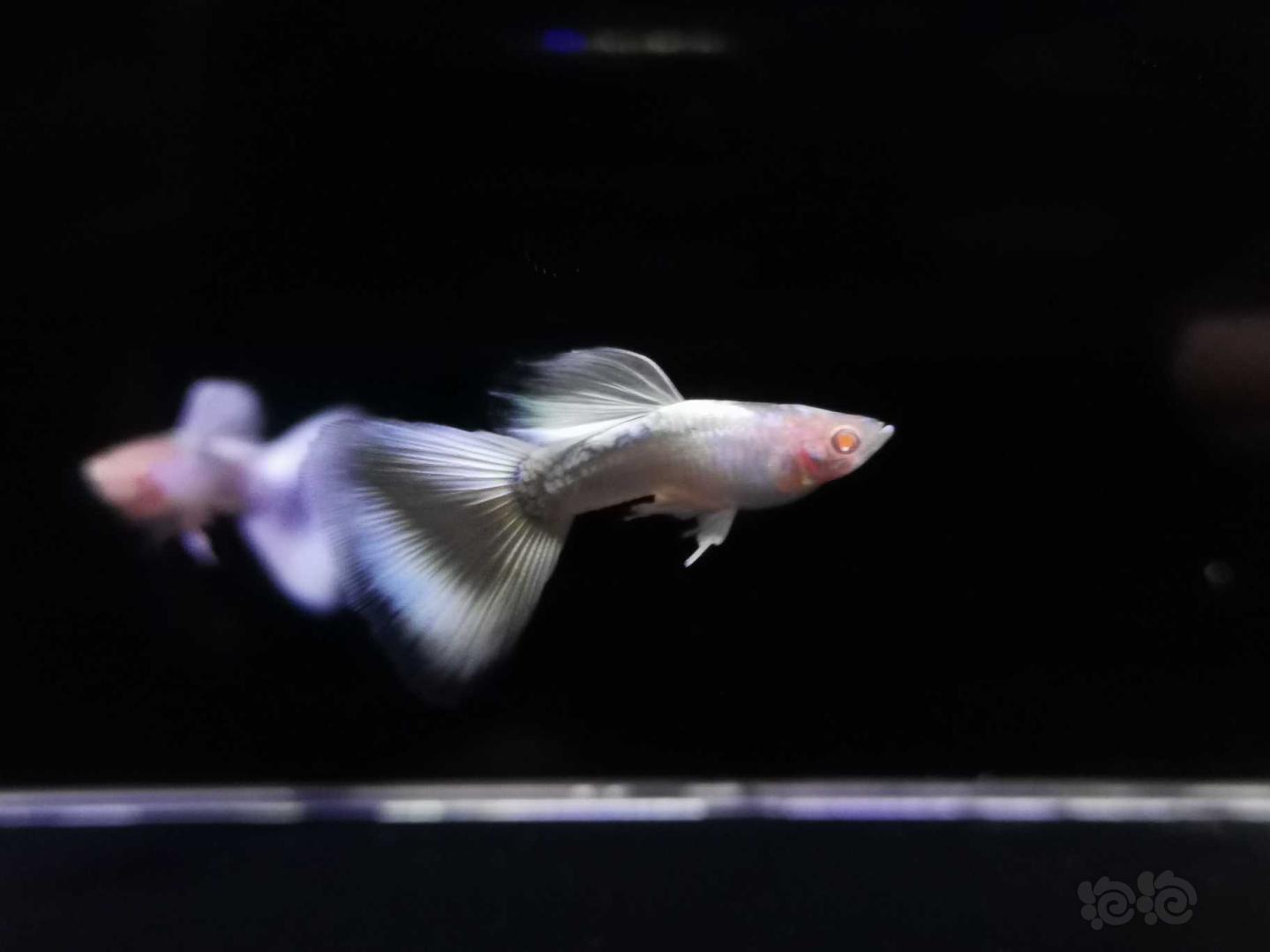 【热带鱼】白金孔雀鱼 红蕾丝孔雀鱼-图4