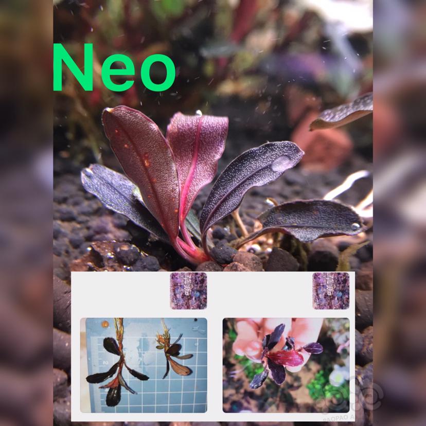 Neo入缸存档-图1