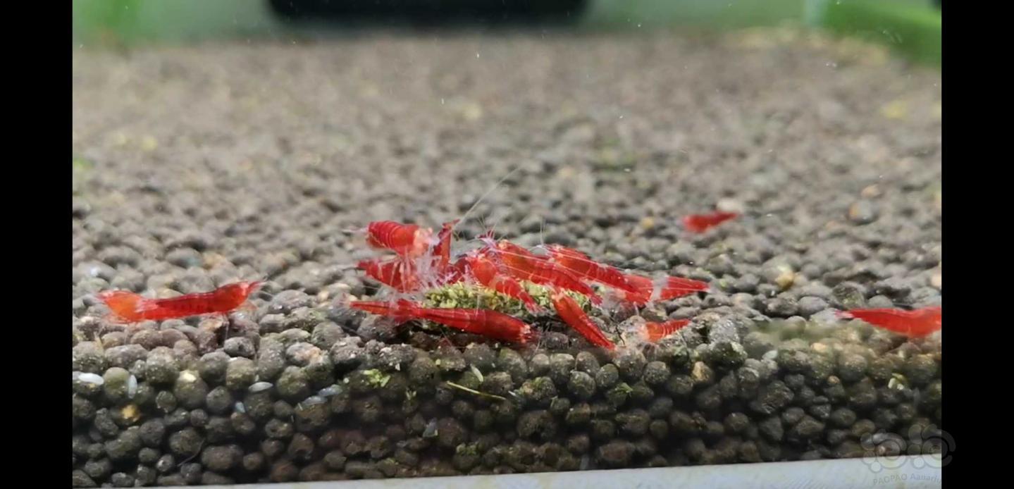 【虾】2019-08-13#RMB拍卖红金眼水晶虾70只-图9