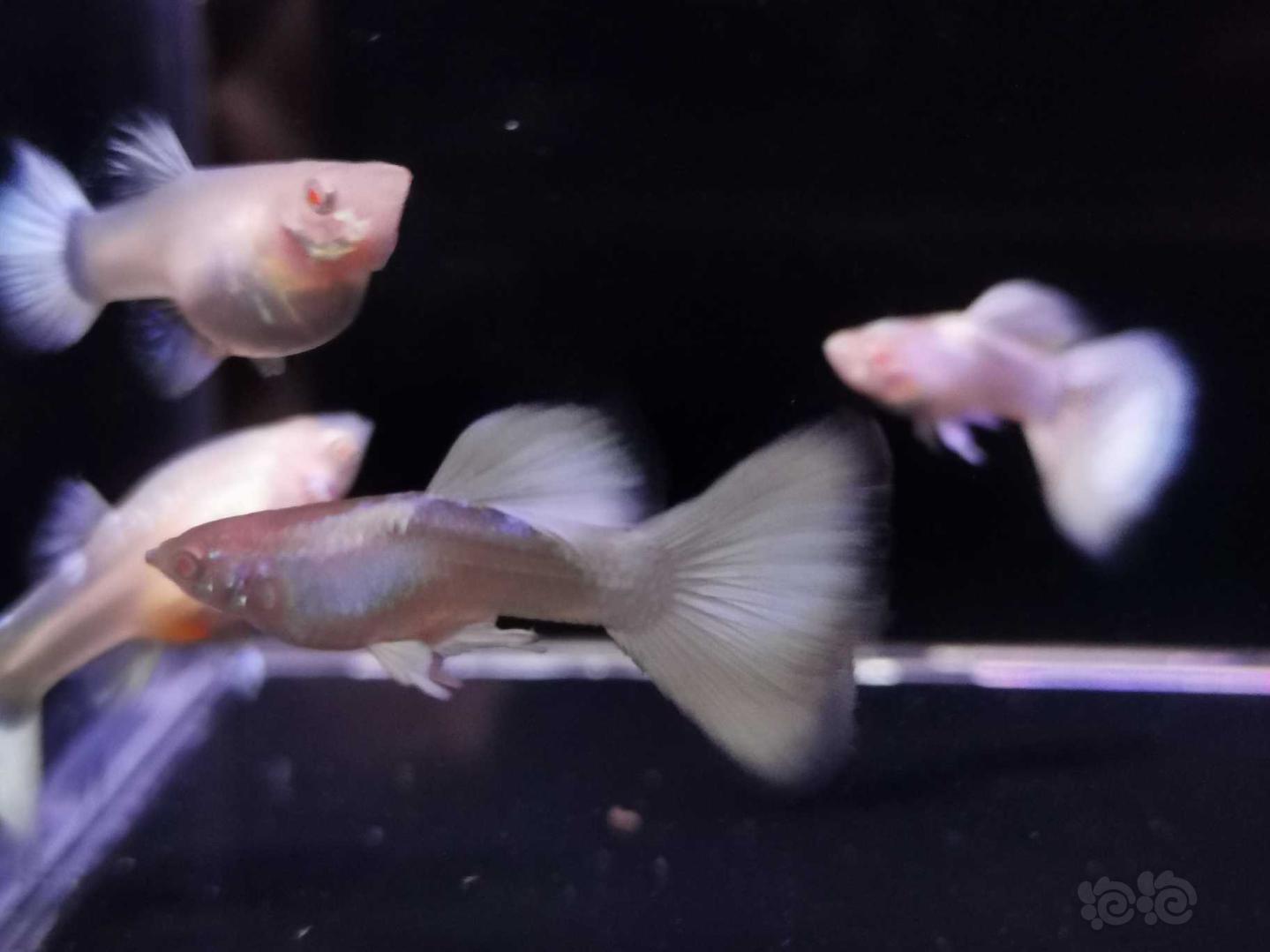 热带鱼白金孔雀鱼红蕾丝孔雀鱼