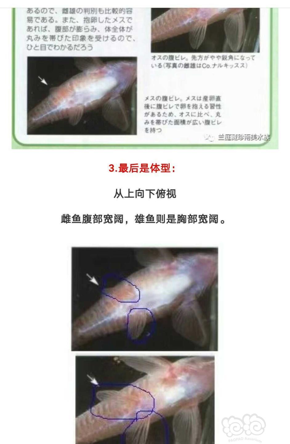 黑燕鱼分公母图解图片