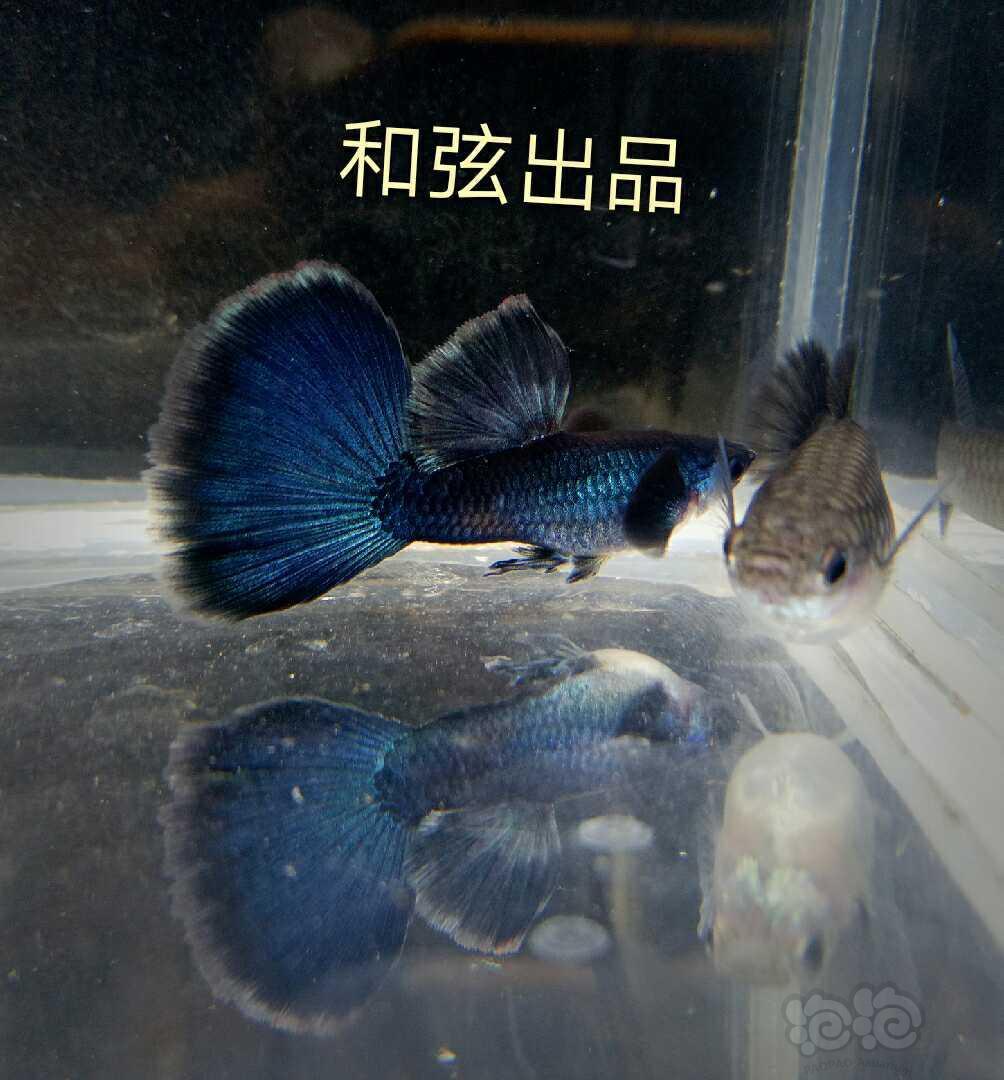 莫斯科藍小魚