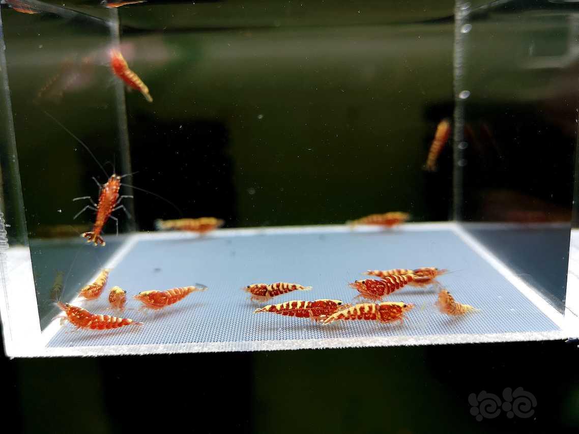 【虾】2019-8-18#RMB拍卖红银河小虾15只-图1