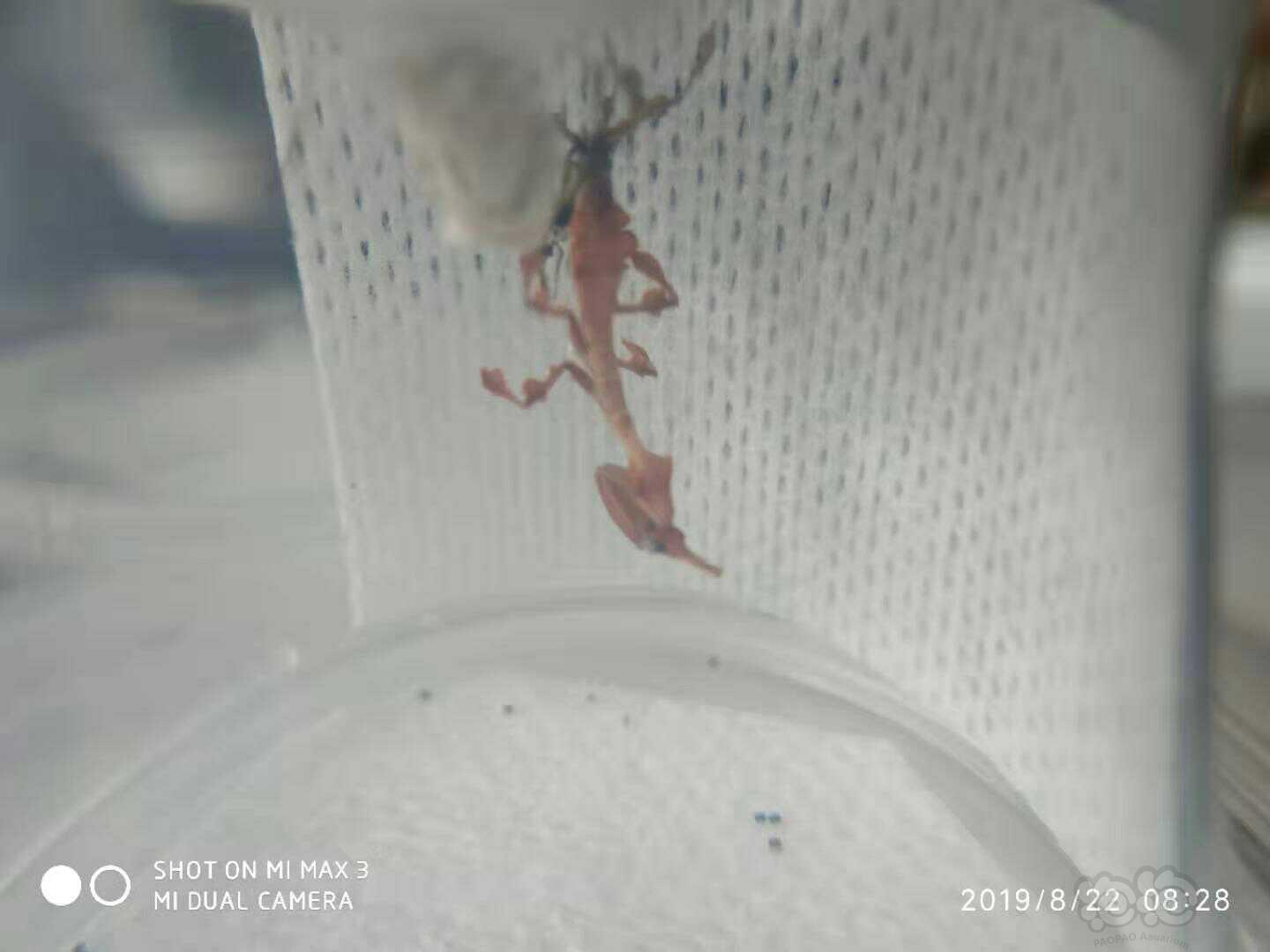 【用品】2019-8-25#RMB拍卖幽灵螳螂一只-图2