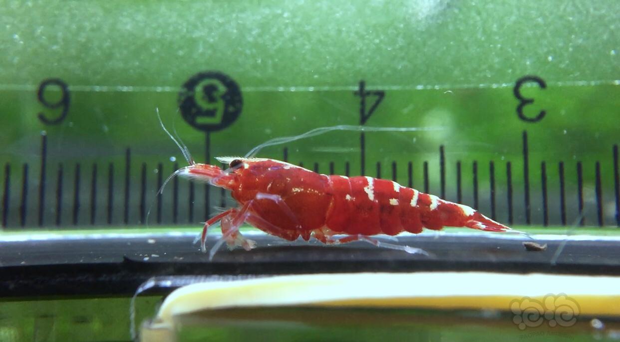 【虾】2019-8-31#RMB拍卖水晶虾一份（2）-图4