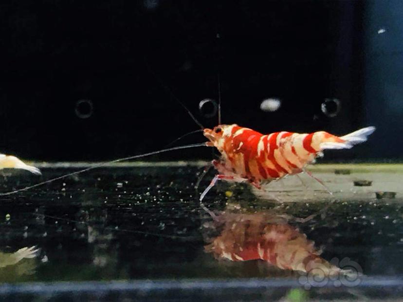 【虾】2019-08-11#RMB拍卖红花虎种虾一对-图3