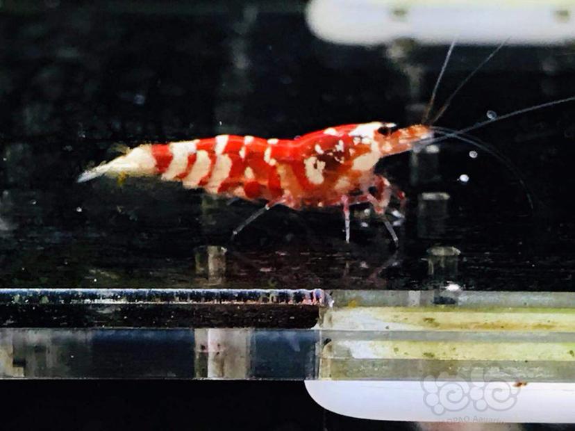 【虾】2019-08-11#RMB拍卖红花虎种虾一对-图1