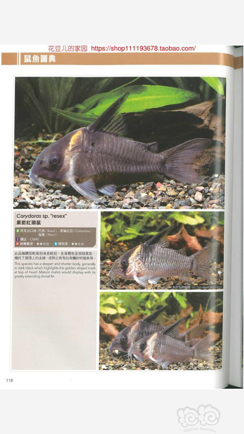 【鼠鱼】黑剑红头鼠鱼