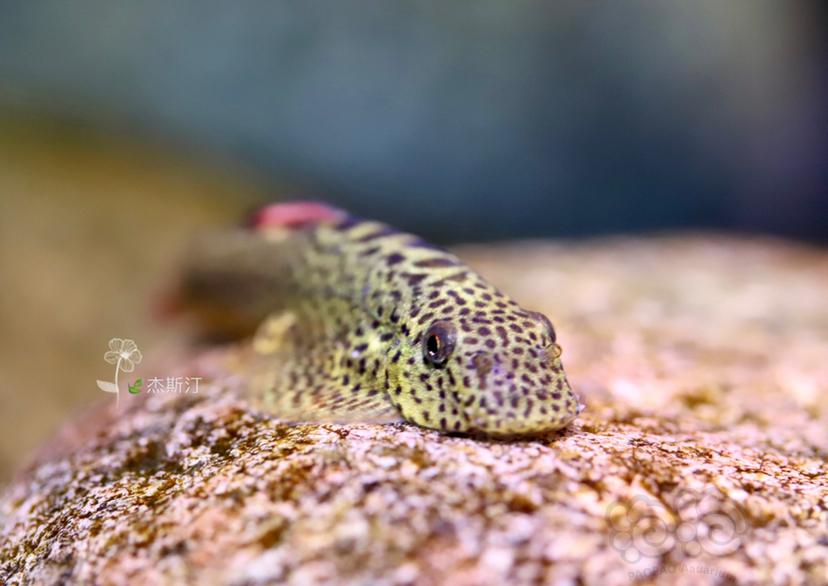 紫鳍吸鳅拍一下-图4