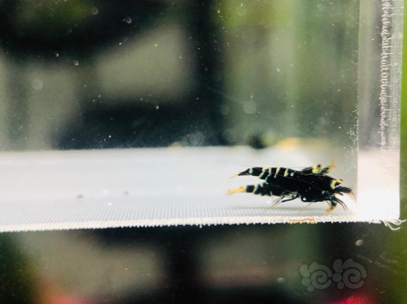 【虾】2019-8-27#RMB拍卖一份黑虎P-5只（带金属紫基因）-图2