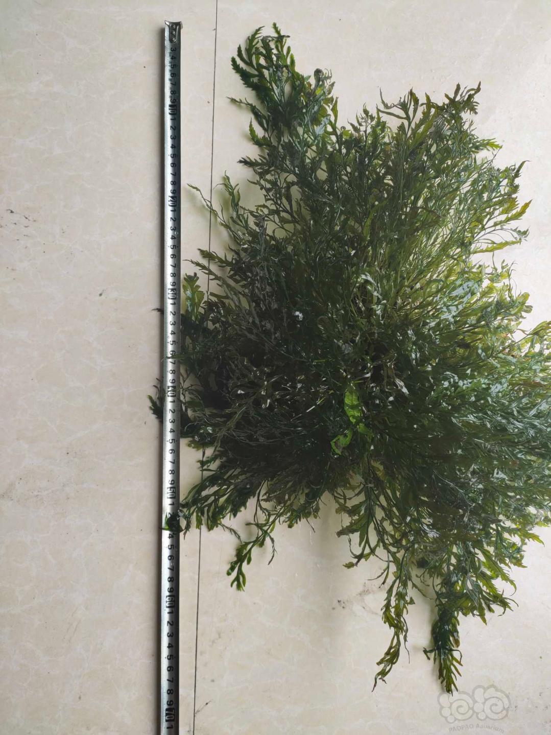 【用品】2019-8-11#RMB拍卖黑木蕨一份6两-图3