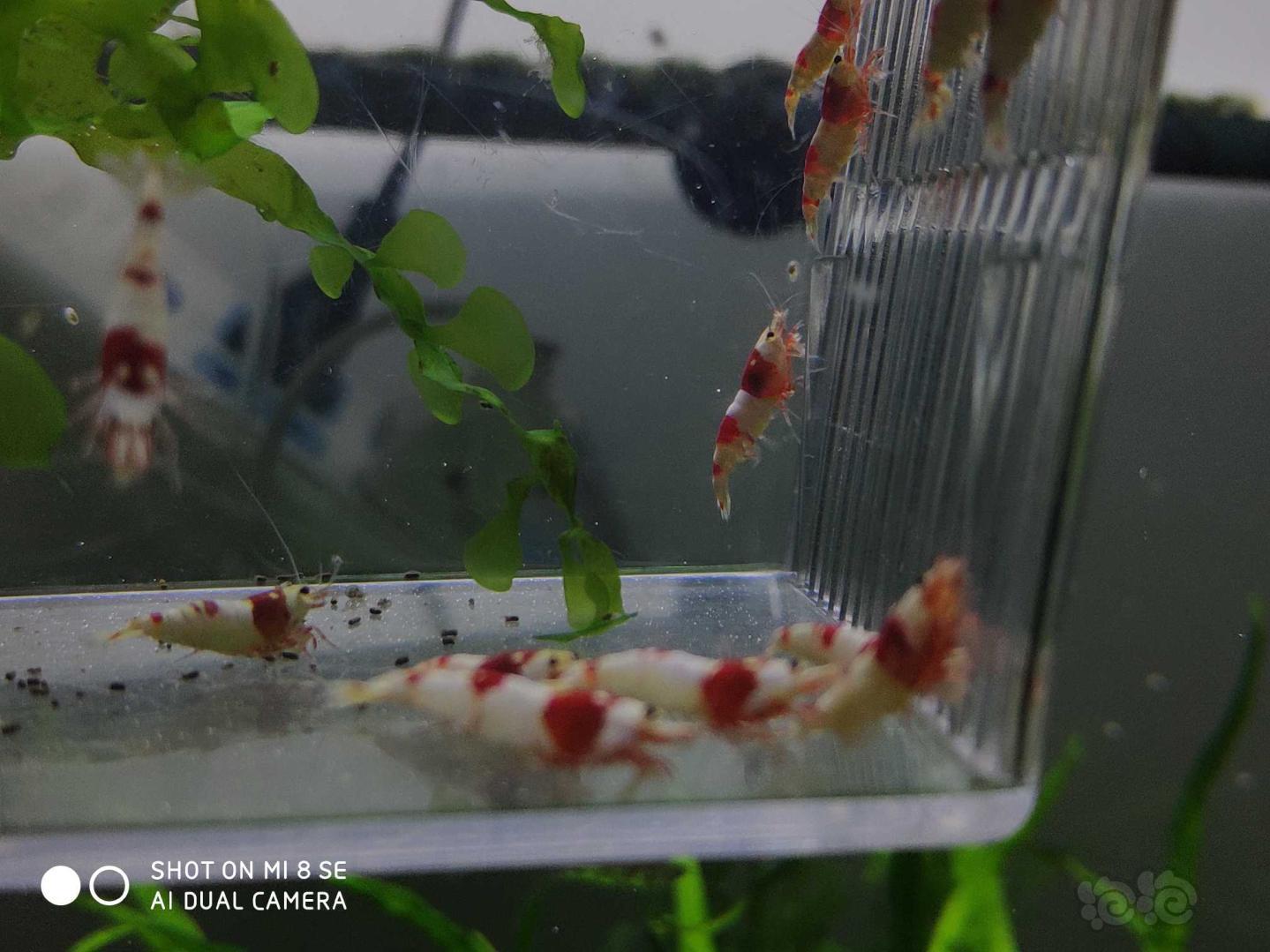 【虾】2019-08-23#RMB拍卖纯血红白提纯缸挑出的淘汰虾子代30只(吉林名家血统，1-1.3-图9