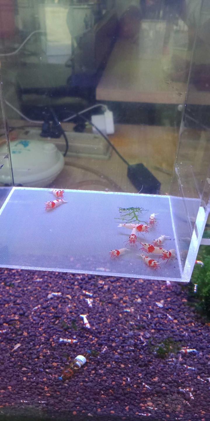 【虾】2019-08-16#RMB拍卖纯系红白水晶虾一份10只-图8