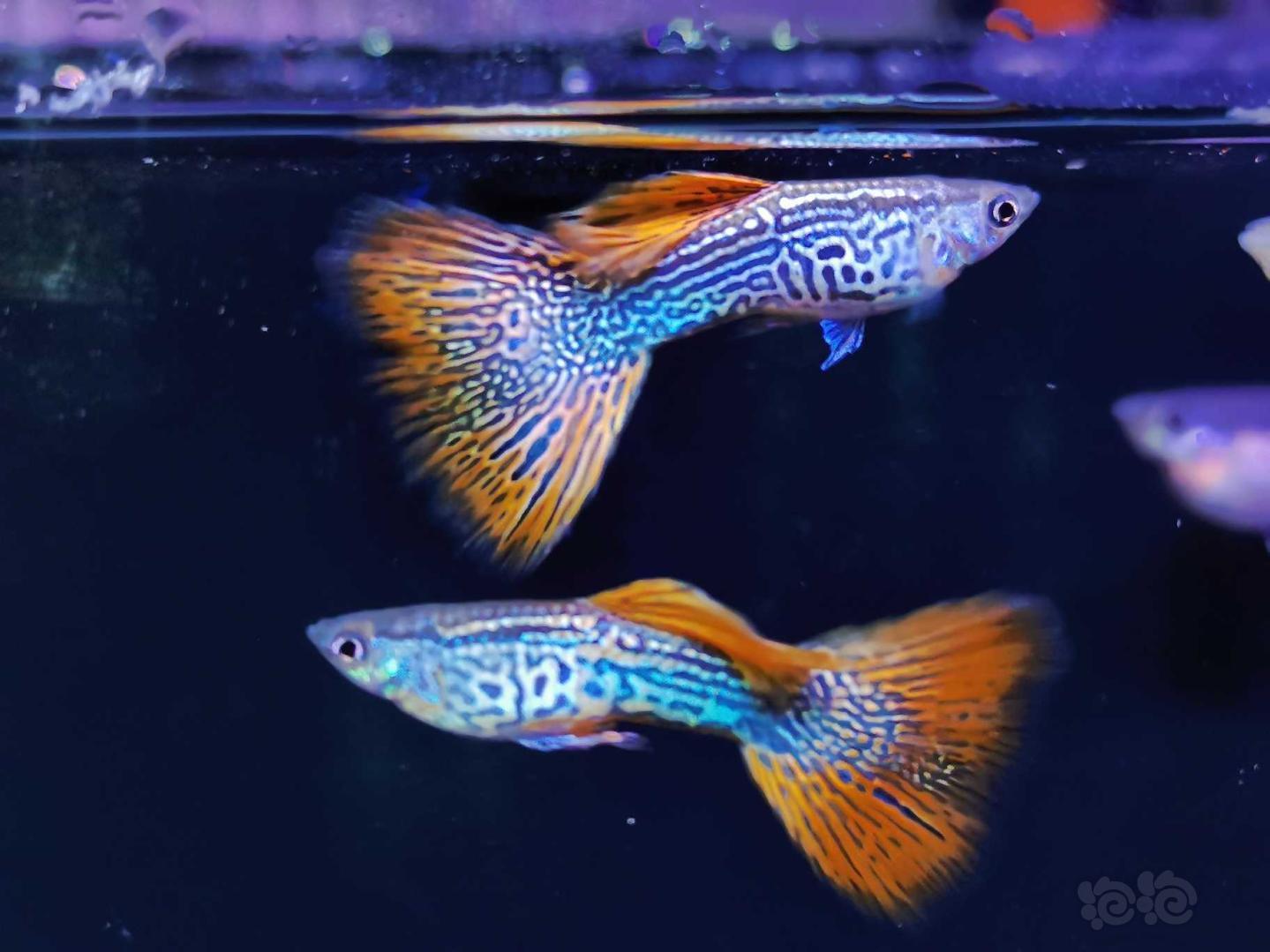 熱帶魚白金孔雀魚紅蕾絲孔雀魚