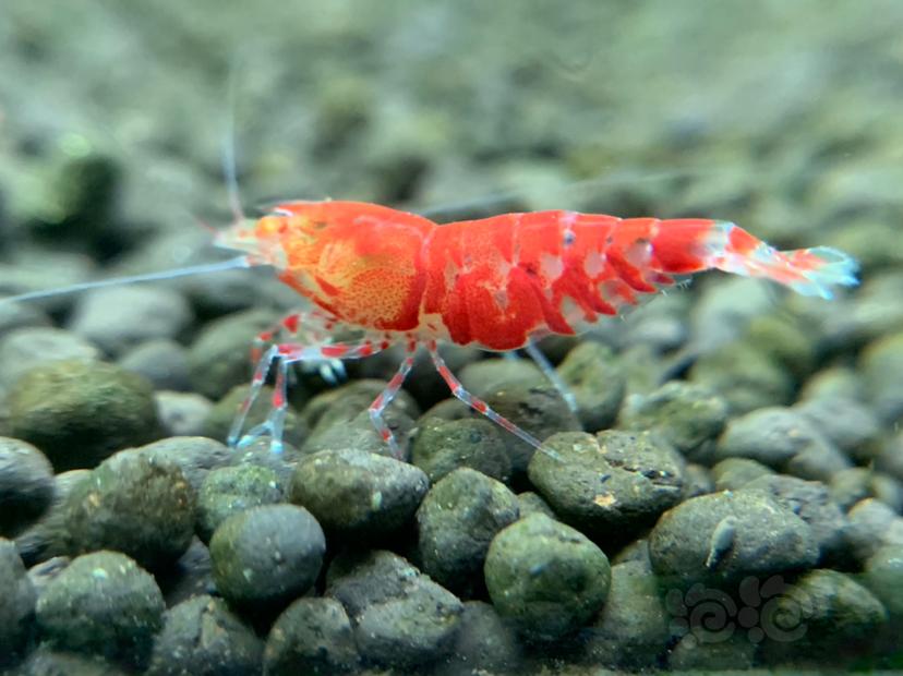 金眼红虎晶水晶虾-图1