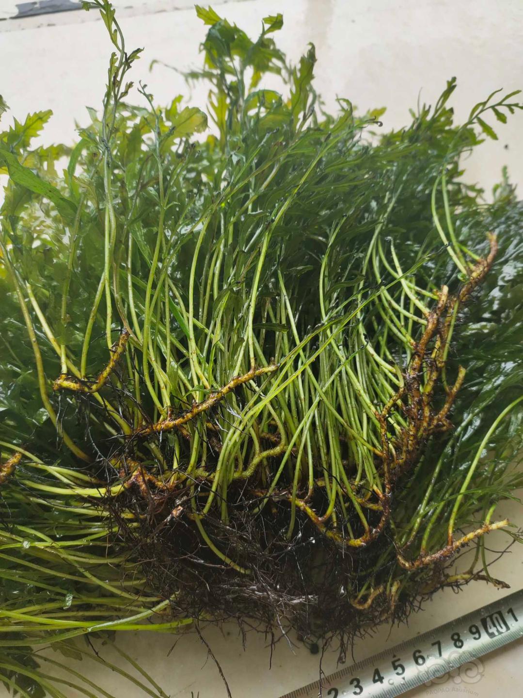 【用品】2019-8-11#RMB拍卖黑木蕨一份6两-图1