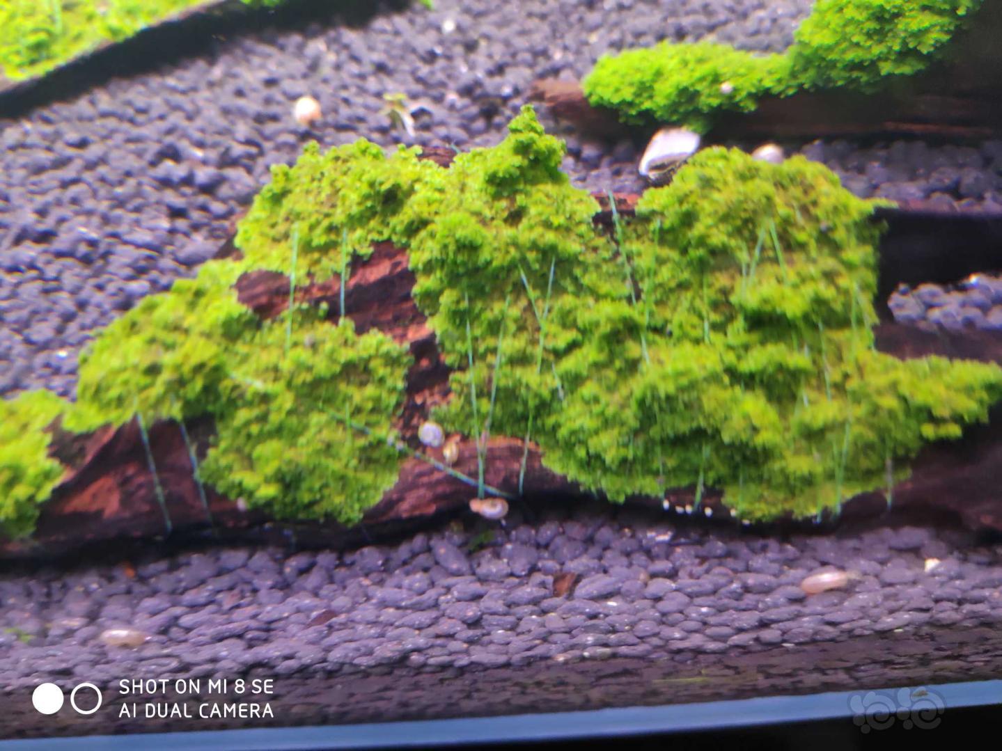【用品】2019-08-02#RMB拍卖迷你珊瑚莫丝一份一1-图3
