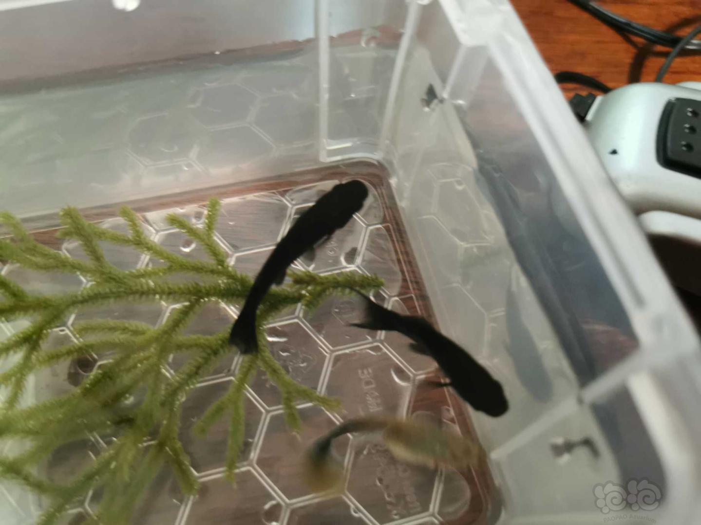 【灯科鱼】黑鱼