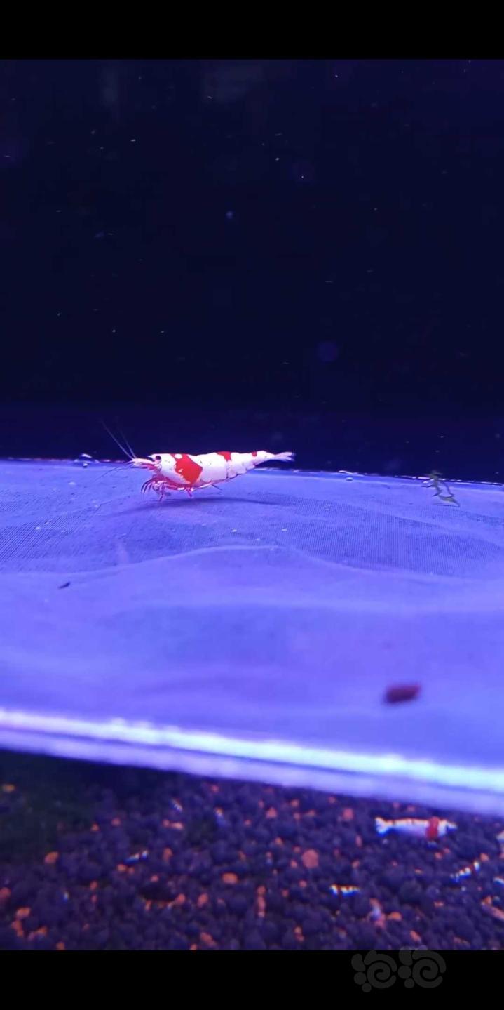 【虾】2019-08-16#RMB拍卖纯系红白水晶虾一份10只-图1