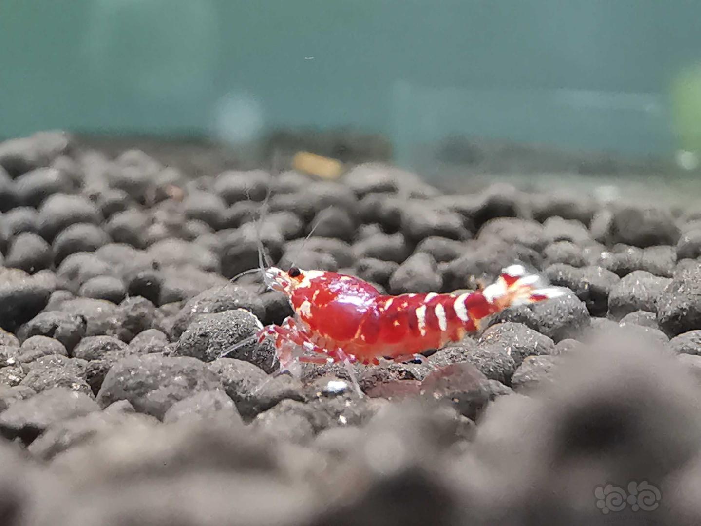 【虾】2019-08-31#RMB拍卖一线金属红小虾2只-图2