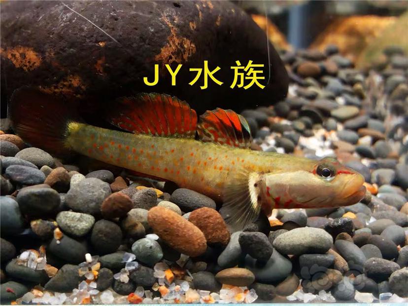 【热带鱼】虾虎，鰟鮍，原生鱼，鲤科鲫科-图3