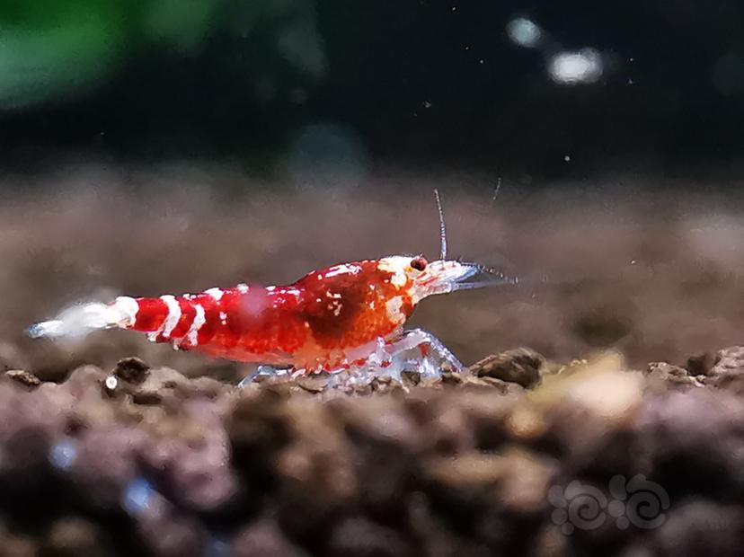 【虾】2019-08-06#RMB拍卖金属红幼虾一份4只。-图1