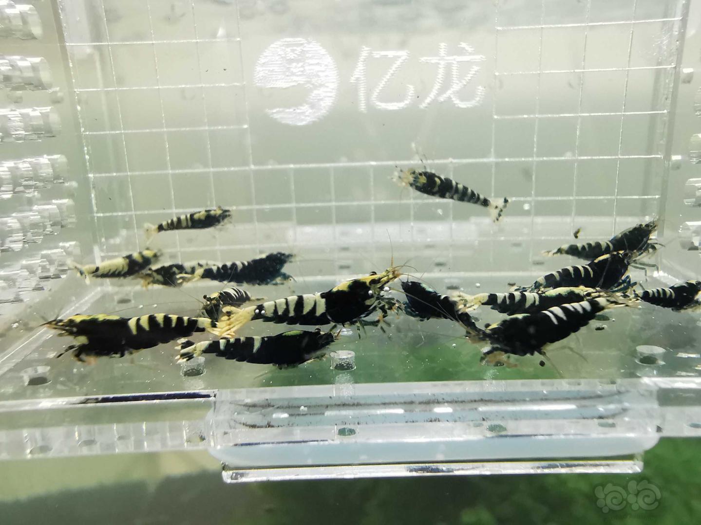 【虾】2019-08-24#RMB拍卖黑色银河鱼骨一份15只-图3