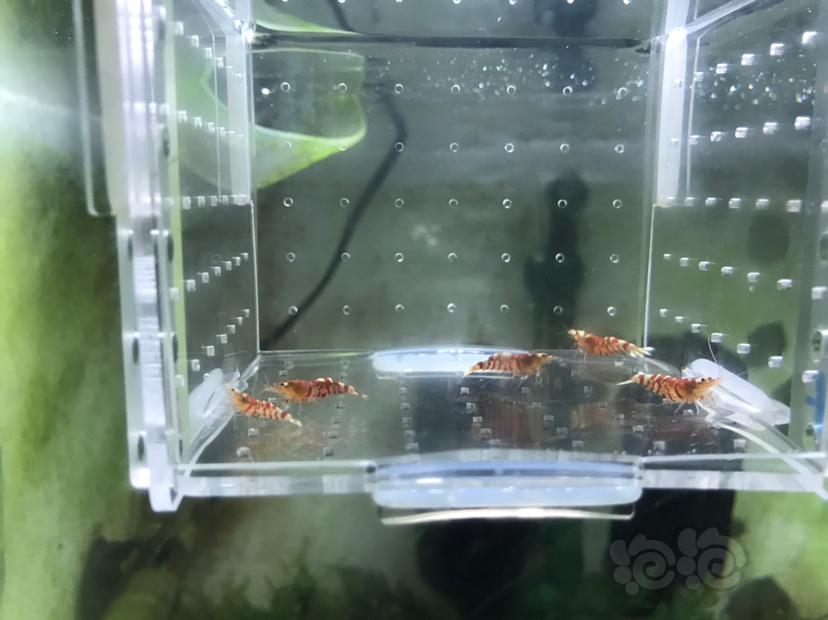 【虾】2019-08-18#RMB拍卖淘汰太极红花虎5只-图1