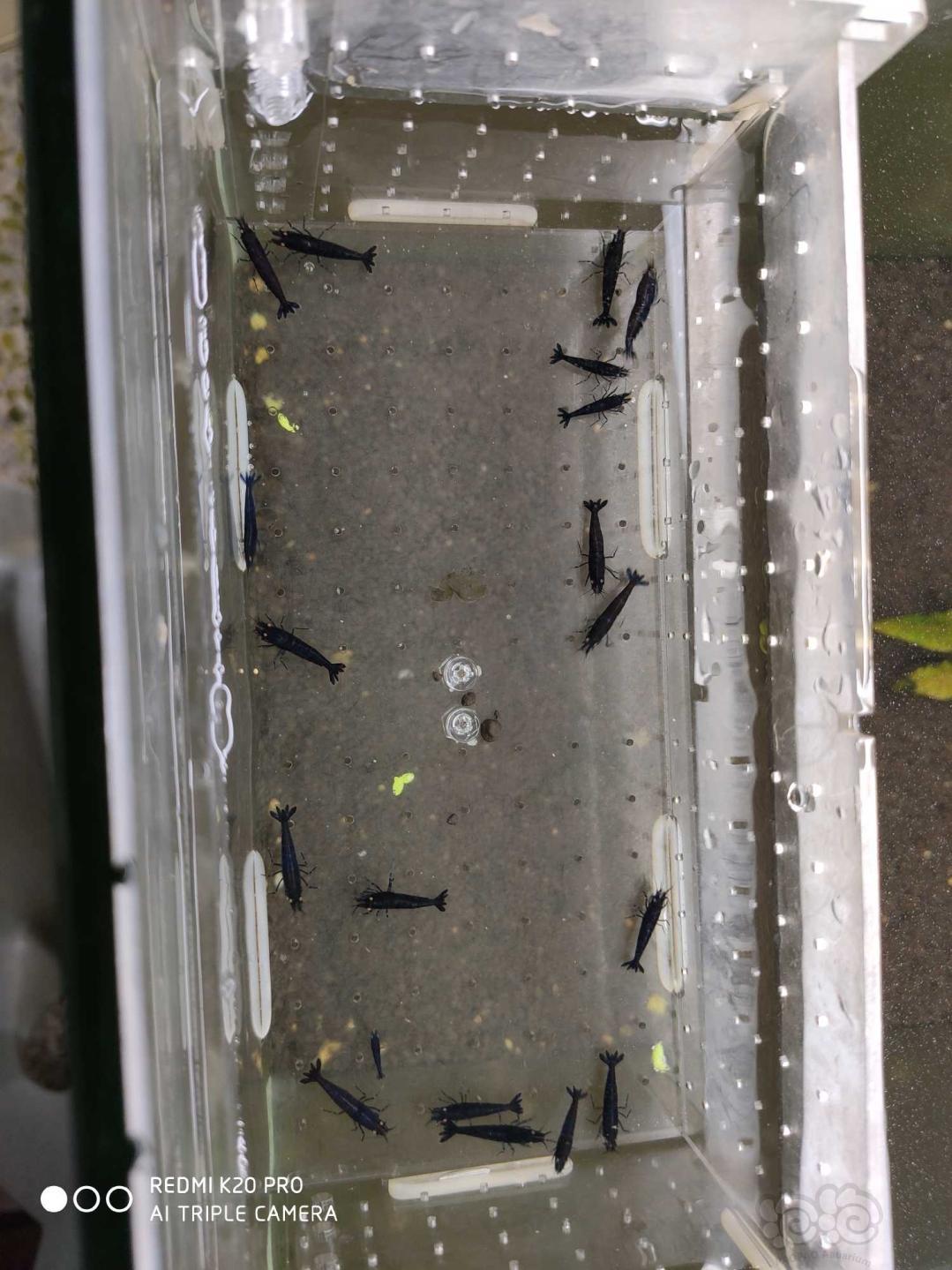 【虾】2019-8-28#RMB拍卖金眼蓝黑钻繁殖组5公13母-图6