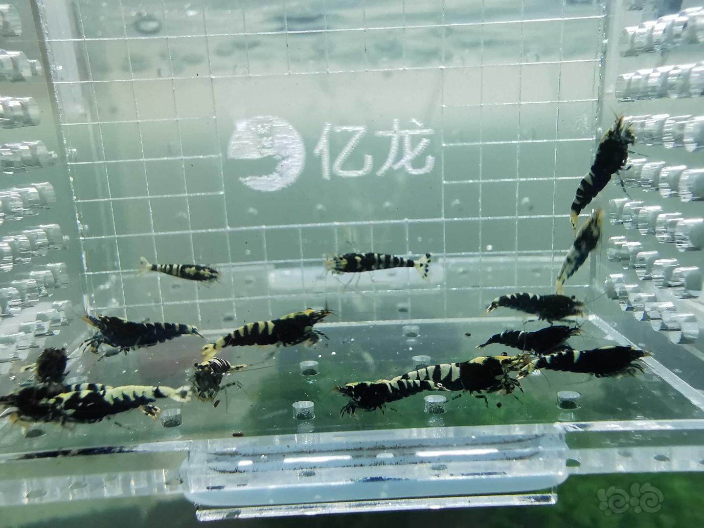 【虾】2019-08-24#RMB拍卖黑色银河鱼骨一份15只-图2