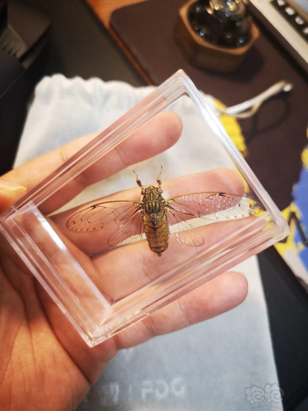 2019-08-04#rmb拍卖知了(蝉)标本一只