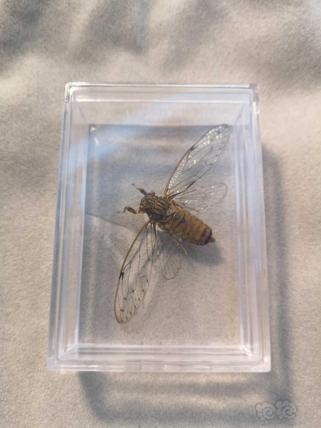 2019-08-04#rmb拍卖知了(蝉)标本一只