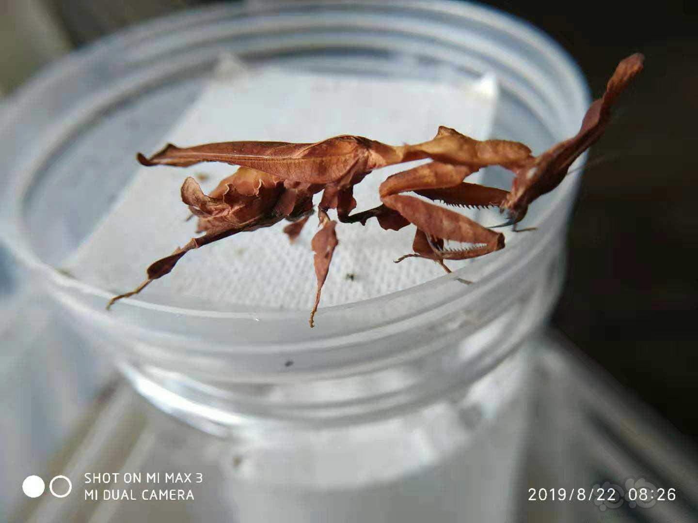 【用品】2019-8-25#RMB拍卖幽灵螳螂一只-图1