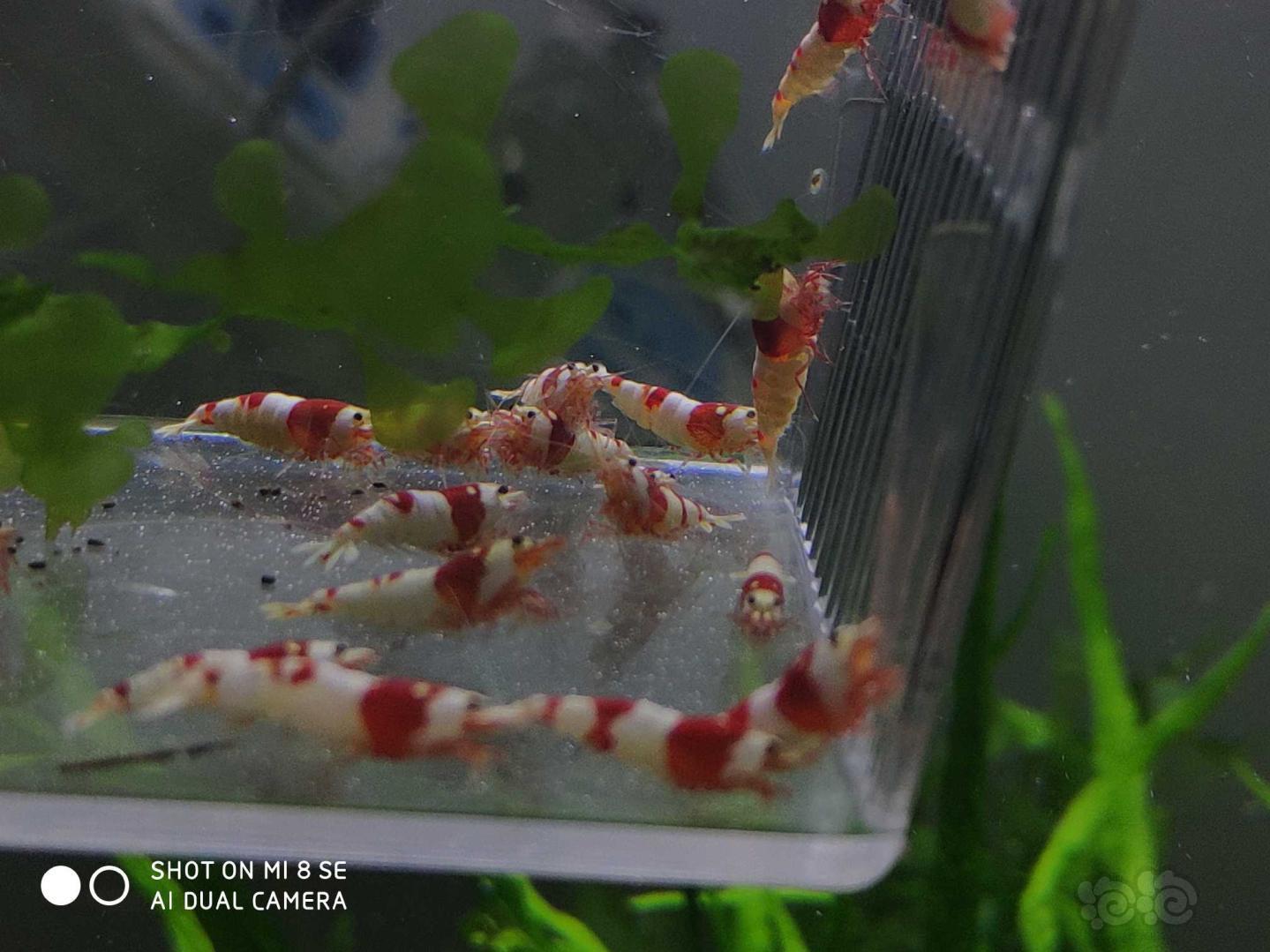 【虾】2019-08-23#RMB拍卖纯血红白提纯缸挑出的淘汰虾子代30只(吉林名家血统，1-1.3-图4